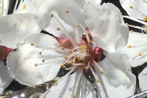Elixir abricotier par Stéphanie Perret - Fleurs d'Eveil